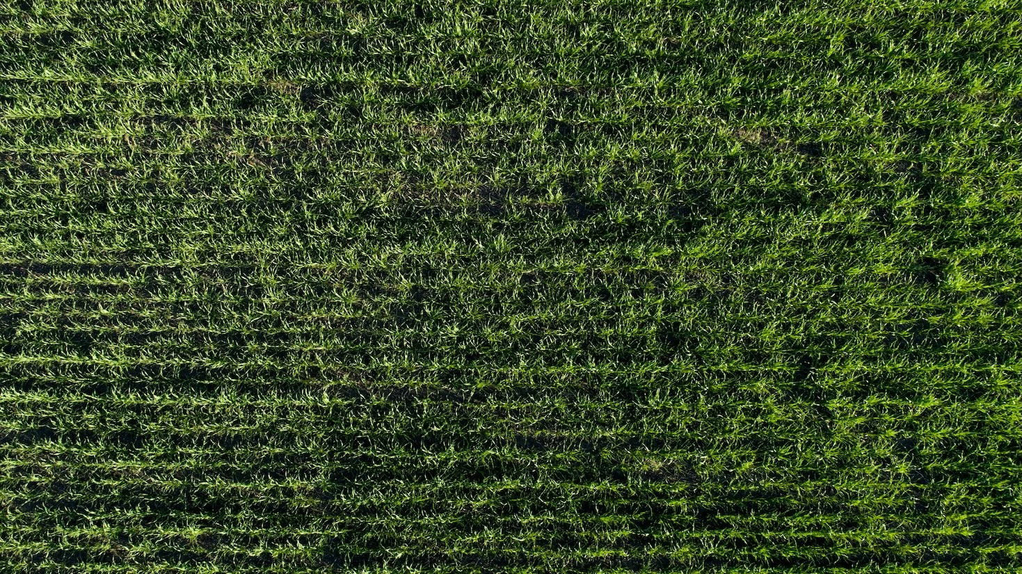 The Complete Guide to Choosing and Using Lawn Fertilizers