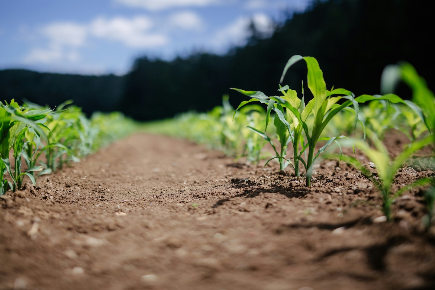 Navigating the Digital Revolution in Fertilizer Procurement: An In-Depth Analysis