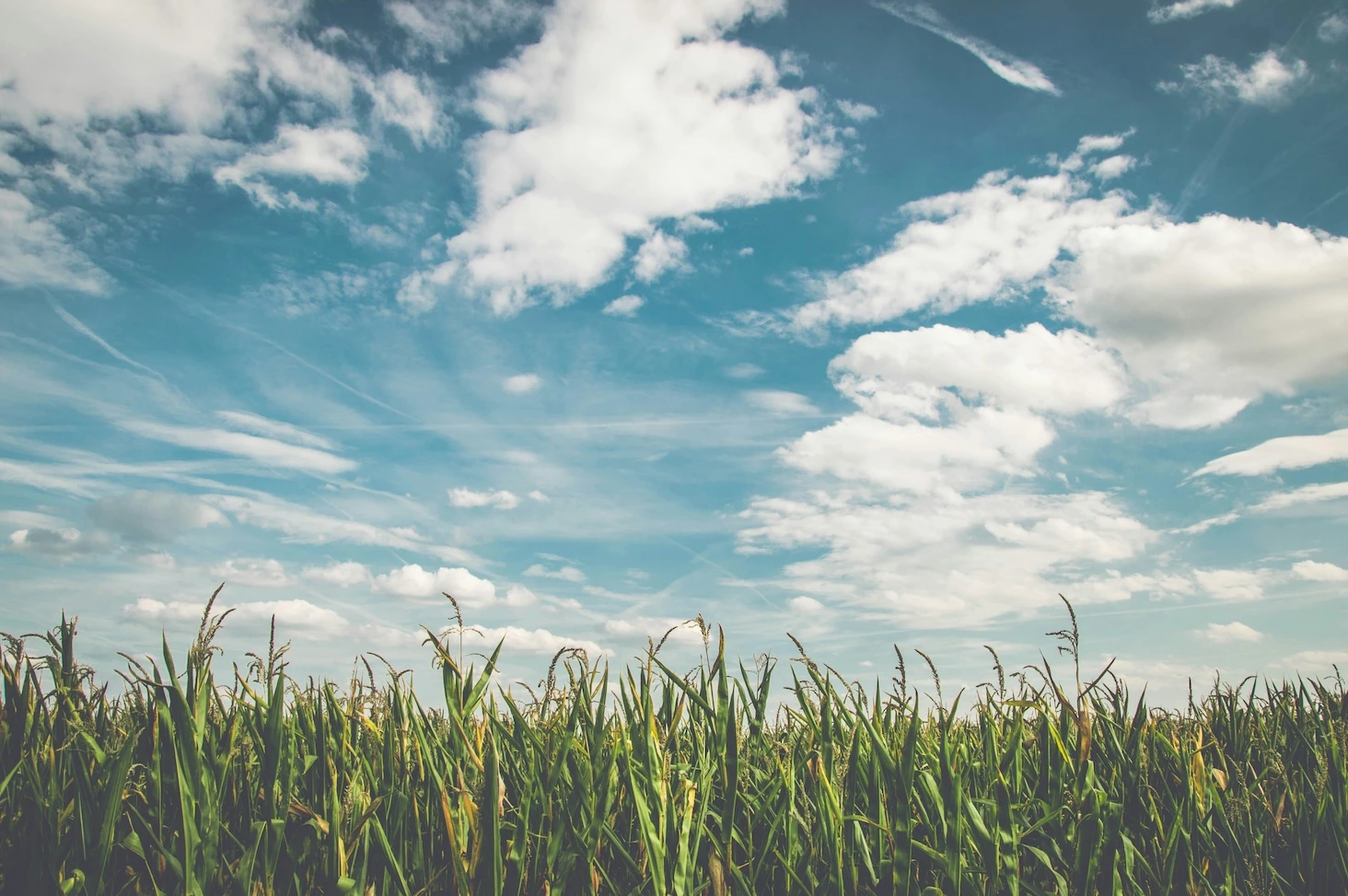 Embracing Organic Fertilizers for a Greener Future