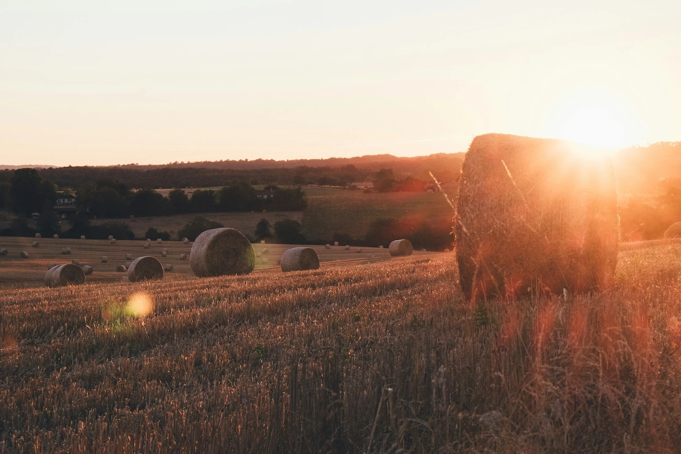 Enhancing Crop Nutrition with Micronutrient Fertilizers