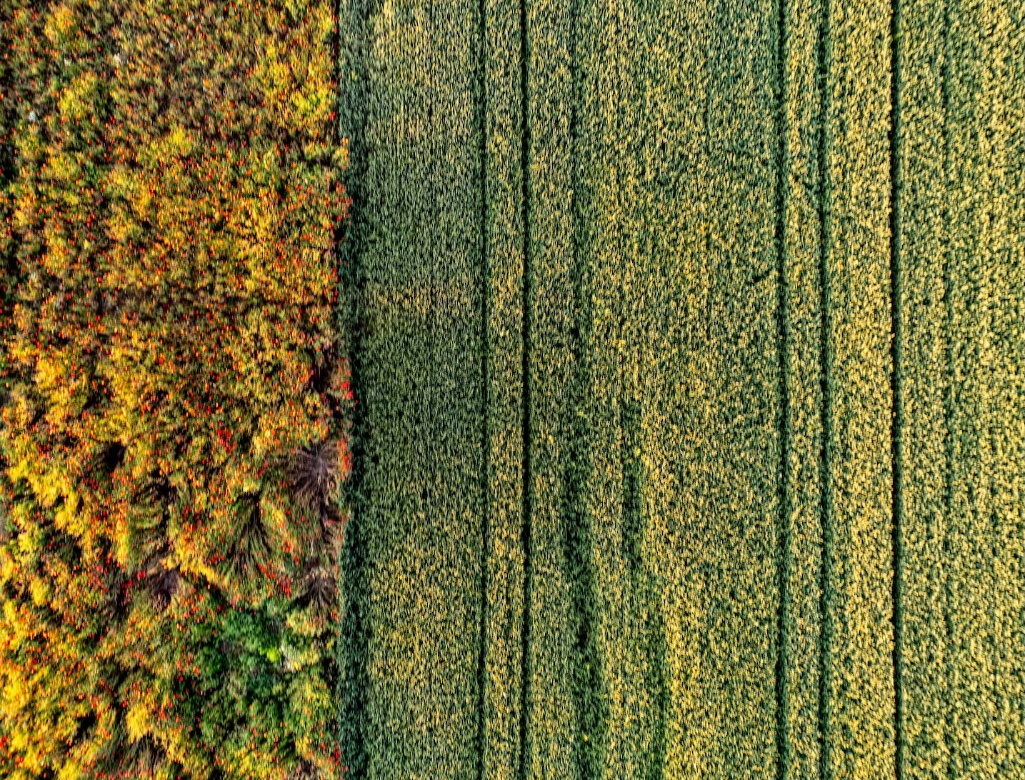 Revolutionizing Farming: Low Carbon Fertilizer Supply