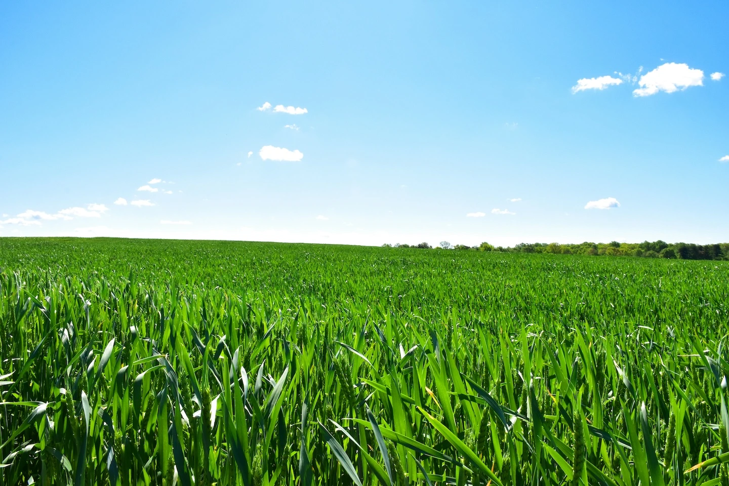 Green Ammonia: Transforming Fertilizer Production and Global Trade