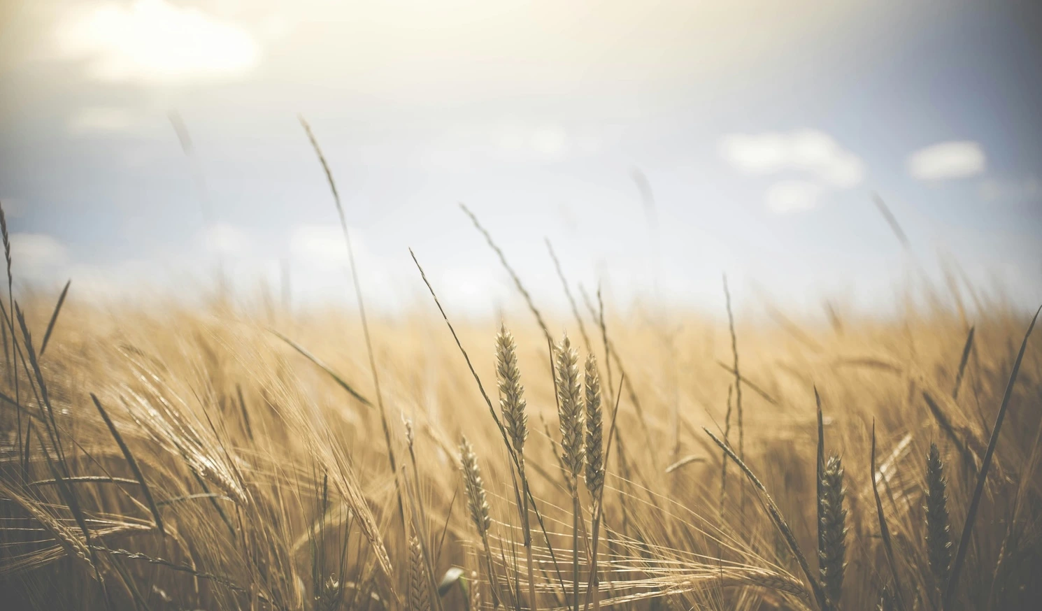 Integrating Cover Crops with Fertilization for Soil Health
