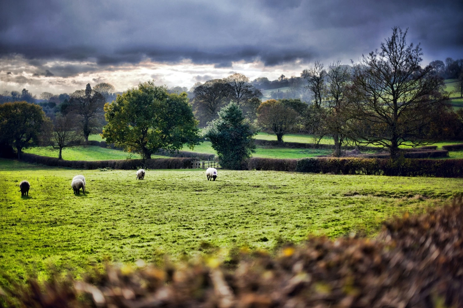 Organic Fertilizers: A Path to Sustainable Agriculture