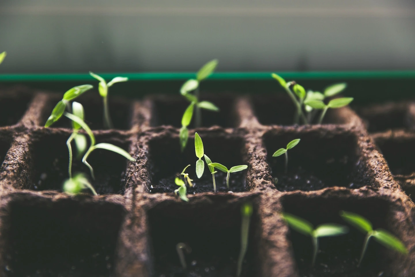 Soil Testing: The Foundation of Effective Fertilization